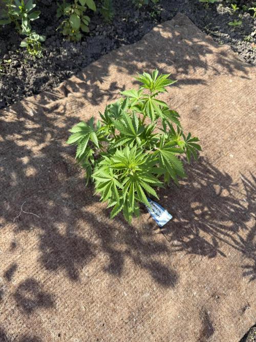 WoS - Amnesia Early Version Outdoor 2026. Week 5