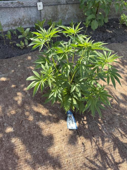 WoS - Appalachian Kush EV Outdoor 2026. Week 5