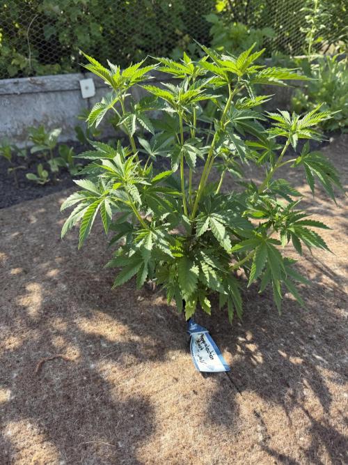 WoS - Appalachian Kush EV Outdoor 2026. Week 5