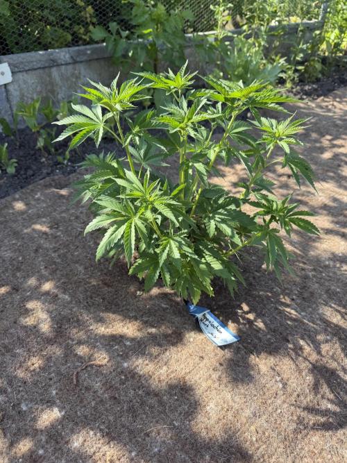 WoS - Appalachian Kush EV Outdoor 2026. Week 5