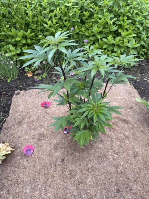 Dutch Passion - GMO Fast Outdoor 2026. Week 8