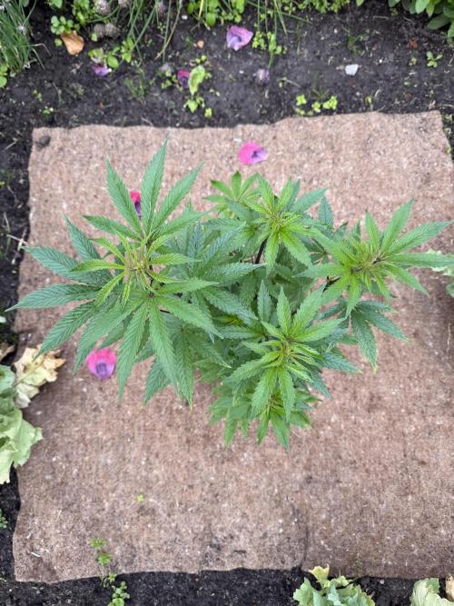 Dutch Passion - GMO Fast Outdoor 2026. Week 8