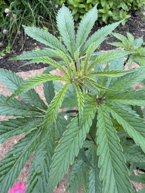 Dutch Passion - GMO Fast Outdoor 2026. Week 8