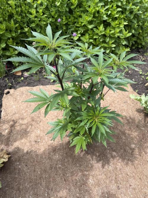 Dutch Passion - GMO Fast Outdoor 2026. Week 8
