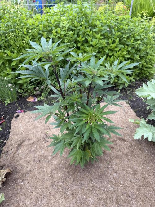 Dutch Passion - GMO Fast Outdoor 2026. Week 8