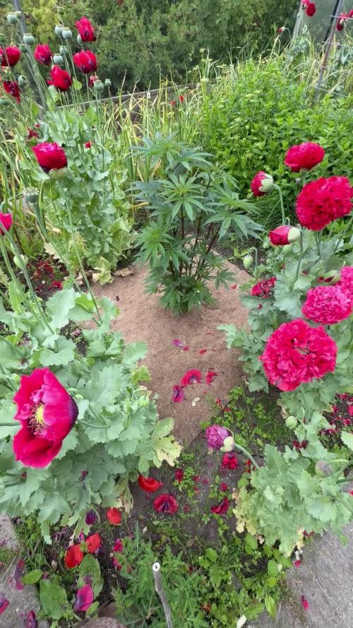 Dutch Passion - GMO Fast Outdoor 2026
