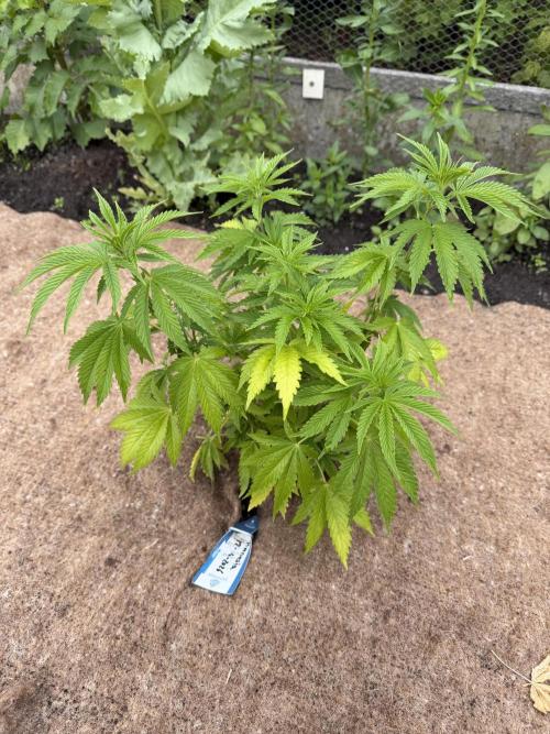 WoS - Amnesia Early Version Outdoor 2026. Week 8