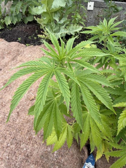 WoS - Amnesia Early Version Outdoor 2026. Week 8
