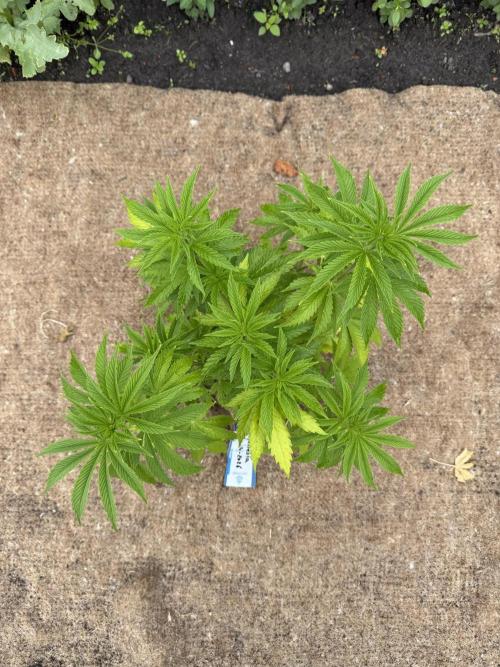 WoS - Amnesia Early Version Outdoor 2026. Week 8