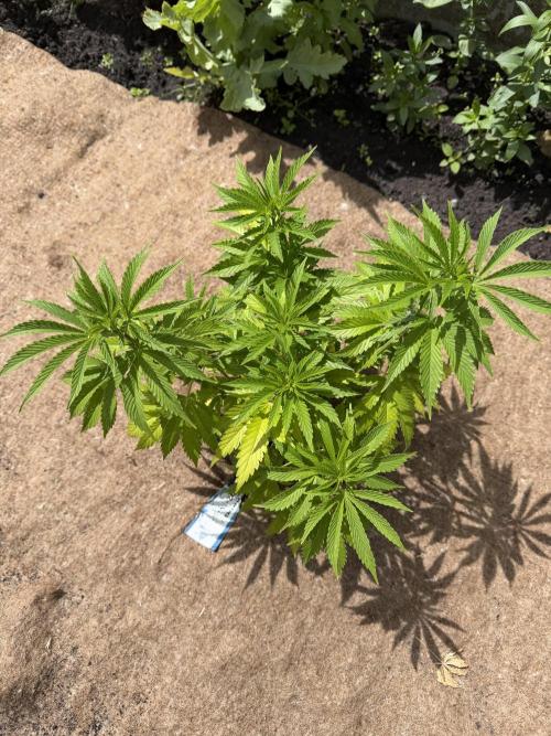 WoS - Amnesia Early Version Outdoor 2026. Week 8