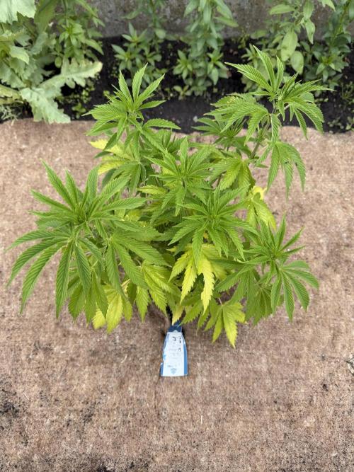 WoS - Amnesia Early Version Outdoor 2026. Week 8