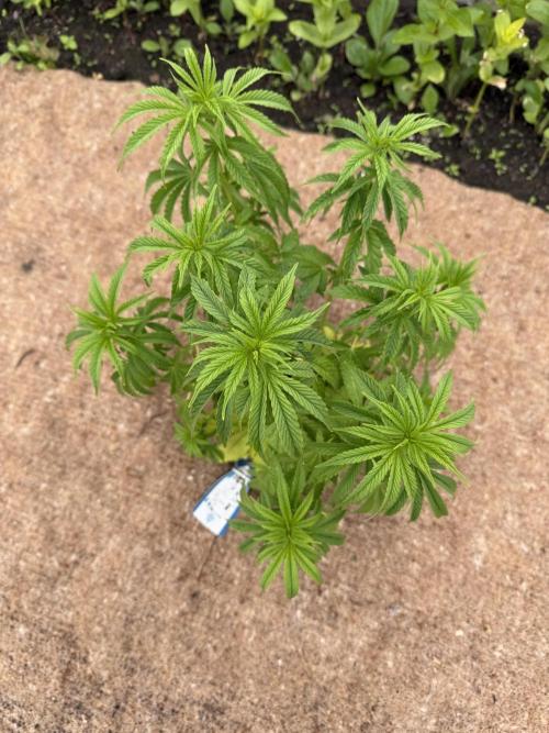 WoS - Appalachian Kush EV Outdoor 2026. Week 8
