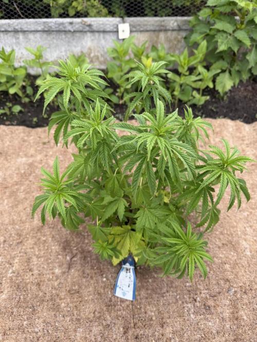 WoS - Appalachian Kush EV Outdoor 2026. Week 8
