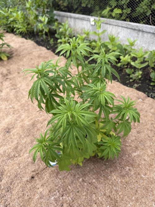 WoS - Appalachian Kush EV Outdoor 2026. Week 8