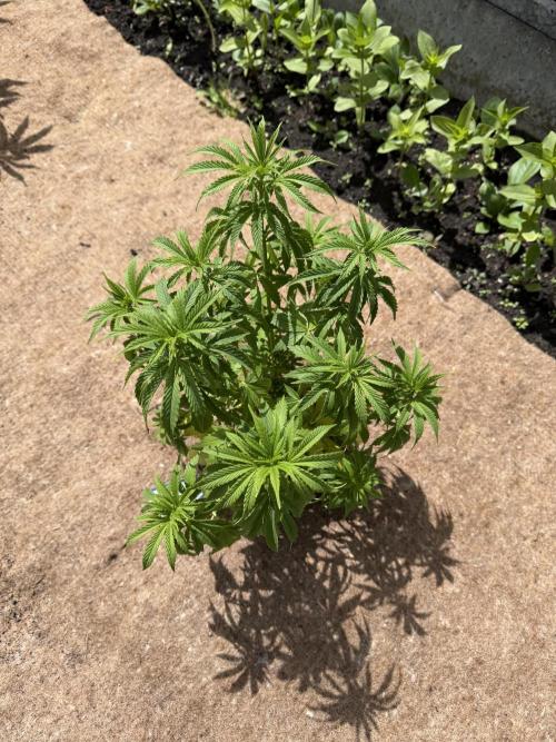 WoS - Appalachian Kush EV Outdoor 2026. Week 8