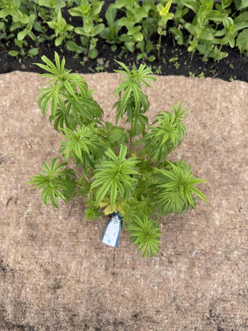 WoS - Appalachian Kush EV Outdoor 2026. Week 8
