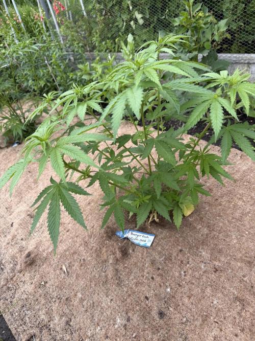 WoS - Burger Kush Early V. Outdoor 2026. Week 8