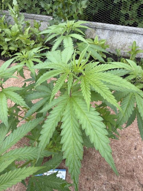 WoS - Burger Kush Early V. Outdoor 2026. Week 8