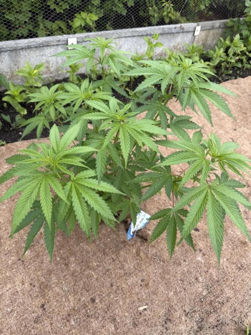 WoS - Burger Kush Early V. Outdoor 2026. Week 8