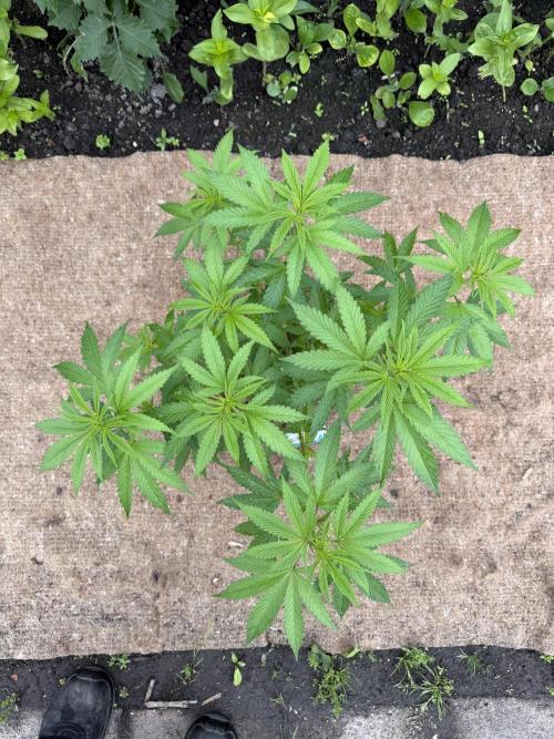 WoS - Burger Kush Early V. Outdoor 2026. Week 8