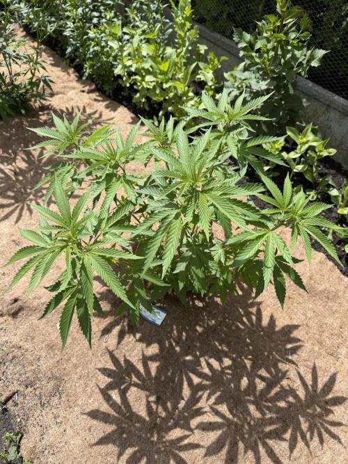 WoS - Burger Kush Early V. Outdoor 2026. Week 8