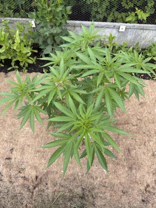 WoS - Burger Kush Early V. Outdoor 2026. Week 8