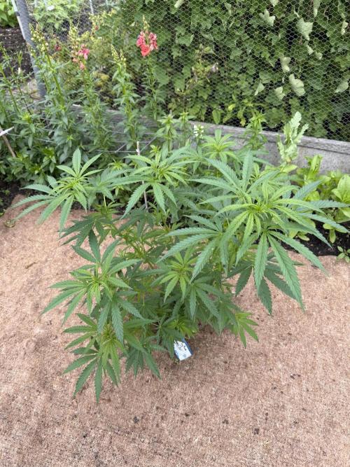 WoS - NL x Big Bud Early V. Outdoor 2026. Week 8