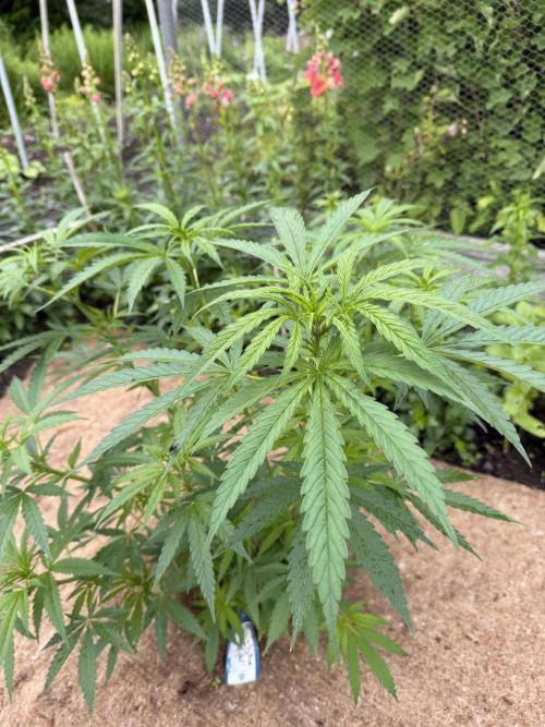 WoS - NL x Big Bud Early V. Outdoor 2026. Week 8