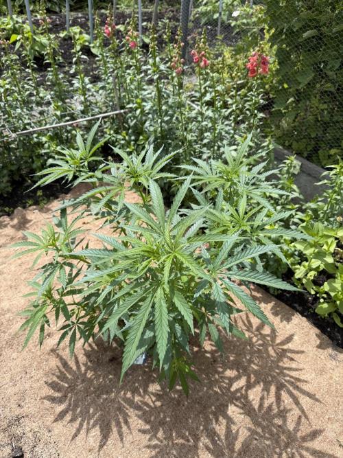 WoS - NL x Big Bud Early V. Outdoor 2026. Week 8