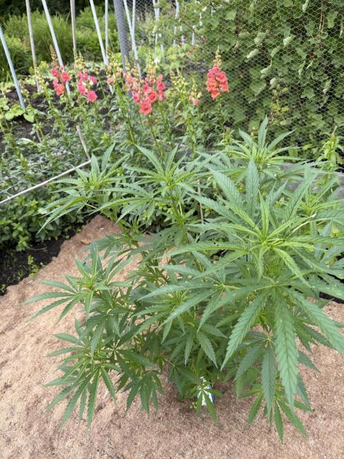 WoS - NL x Big Bud Early V. Outdoor 2026. Week 8