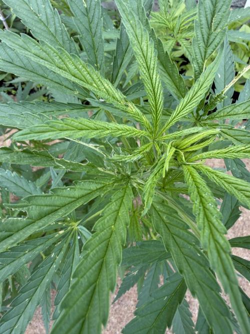 WoS - NL x Big Bud Early V. Outdoor 2026. Week 8