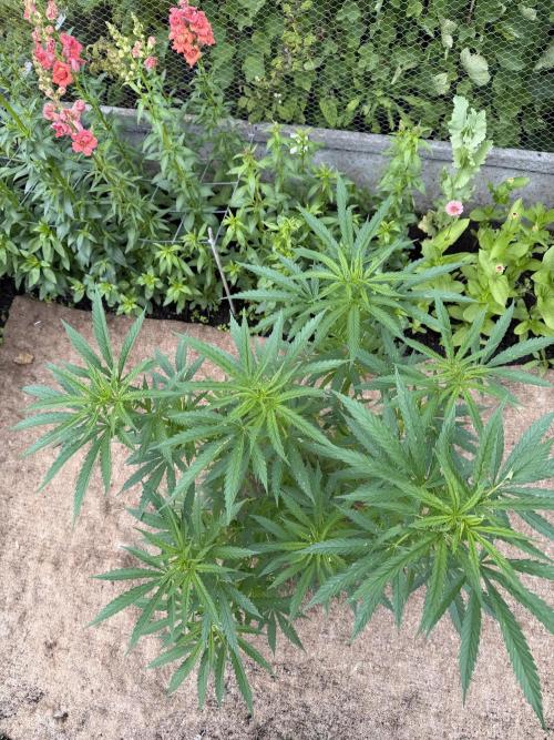 WoS - NL x Big Bud Early V. Outdoor 2026. Week 8