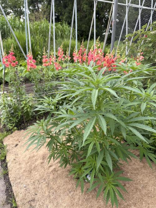 WoS - NL x Big Bud Early V. Outdoor 2026. Week 8