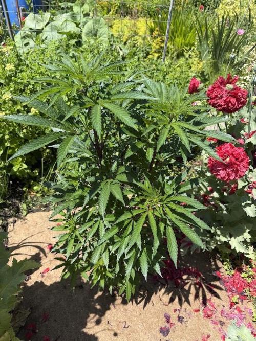 Dutch Passion - GMO Fast Outdoor 2026. Week 15