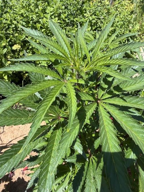 Dutch Passion - GMO Fast Outdoor 2026. Week 15