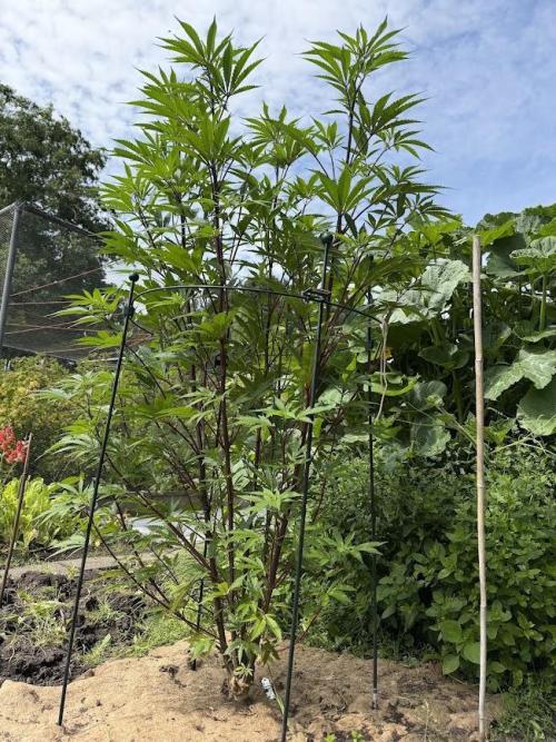 Dutch Passion - GMO Fast Outdoor 2026. Week 15
