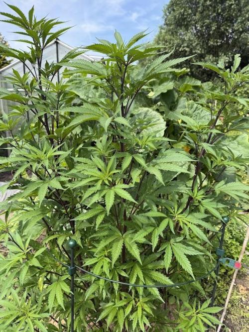 Dutch Passion - GMO Fast Outdoor 2026. Week 15