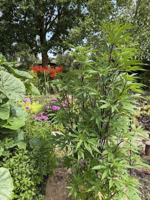 Dutch Passion - GMO Fast Outdoor 2026. Week 15