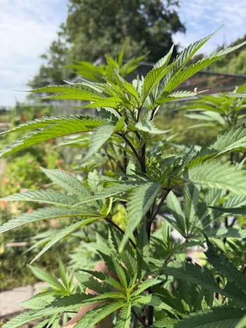 Dutch Passion - GMO Fast Outdoor 2026. Week 15