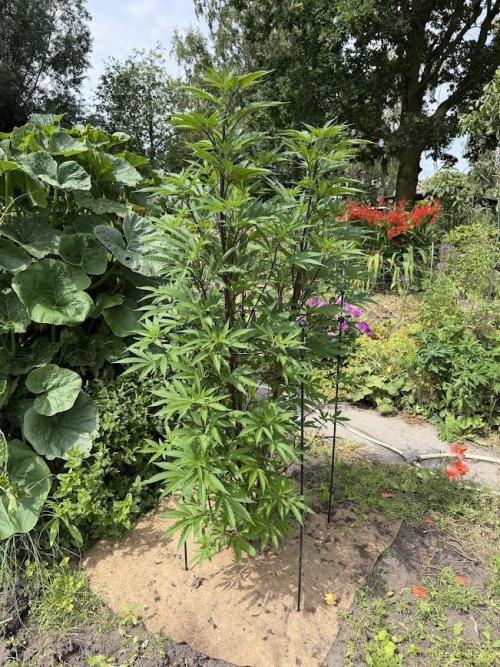 Dutch Passion - GMO Fast Outdoor 2026. Week 15