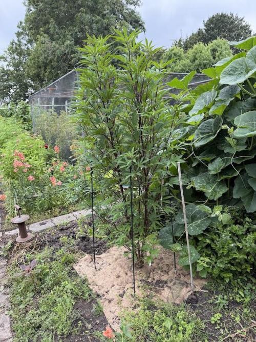 Dutch Passion - GMO Fast Outdoor 2026. Week 15