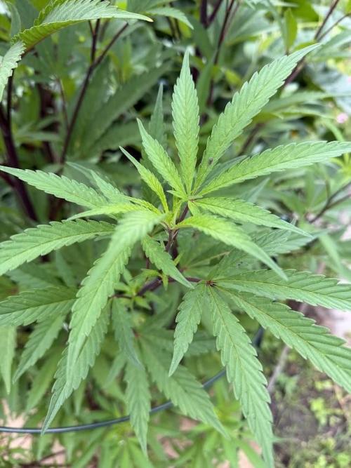 Dutch Passion - GMO Fast Outdoor 2026. Week 15