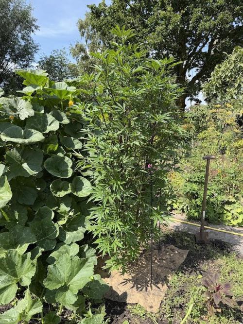 Dutch Passion - GMO Fast Outdoor 2026. Week 15