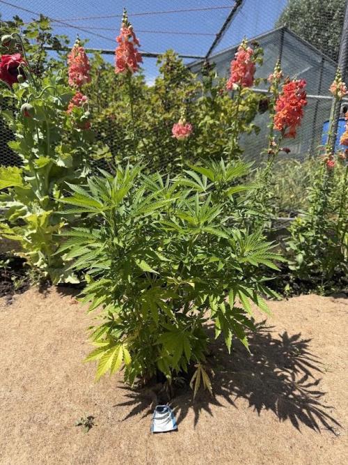 WoS - Amnesia Early Version Outdoor 2026. Week 15