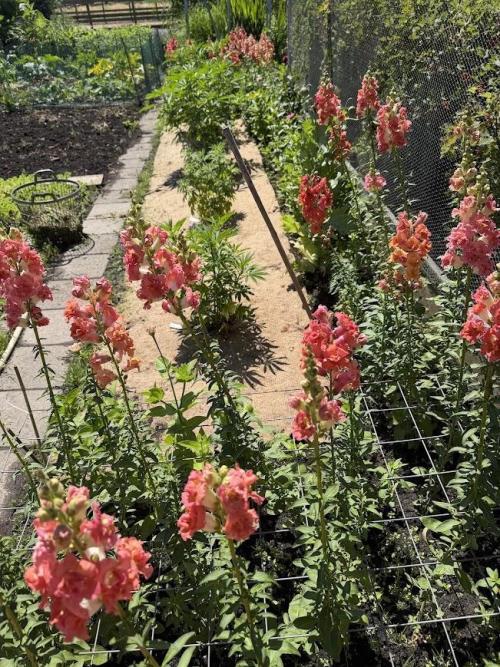 WoS - Amnesia Early Version Outdoor 2026. Week 15