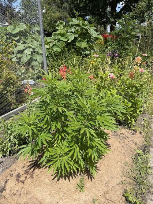WoS - Amnesia Early Version Outdoor 2026. Week 15