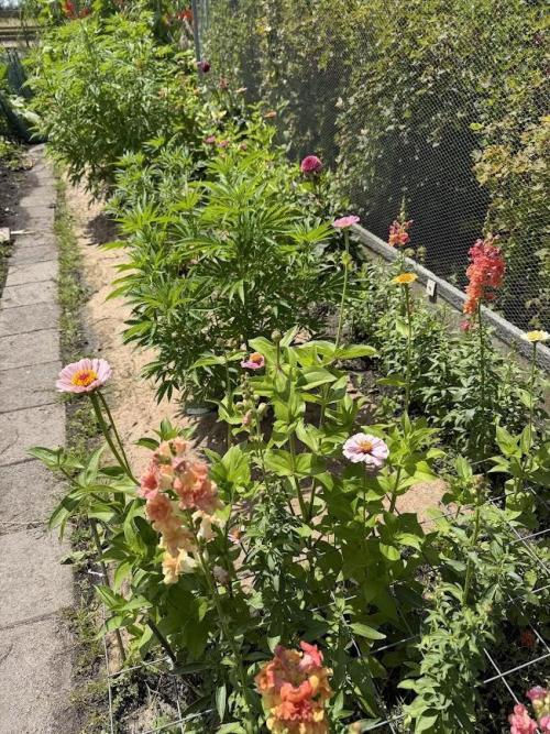 WoS - Amnesia Early Version Outdoor 2026. Week 15