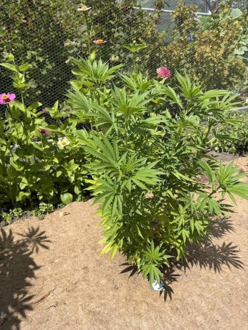 WoS - Amnesia Early Version Outdoor 2026. Week 15