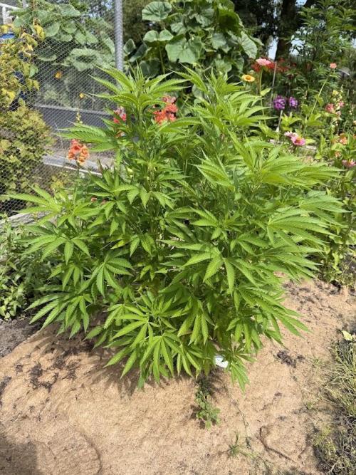 WoS - Amnesia Early Version Outdoor 2026. Week 15