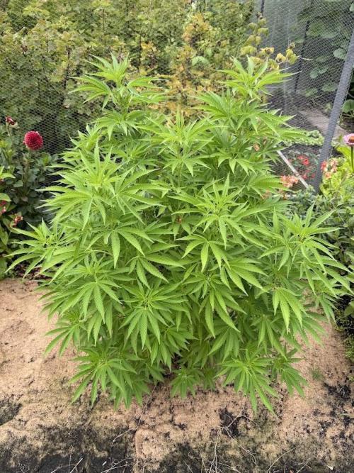 WoS - Amnesia Early Version Outdoor 2026. Week 15